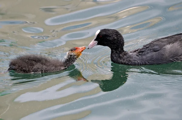 Coot e chik eurasiático — Fotografia de Stock