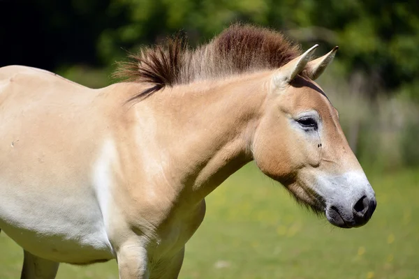 クローズ アップ Przewalski の馬 — ストック写真