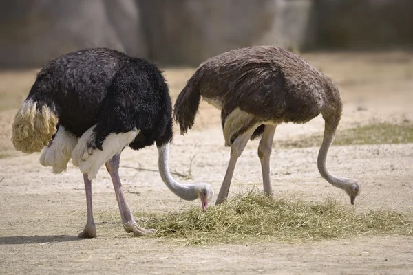 Couple Ostriches eating — Stock Photo, Image