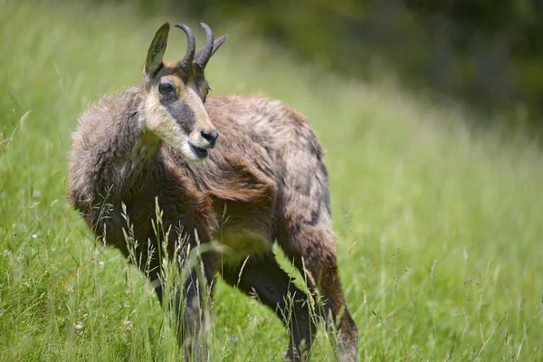 Chamois dans l'herbe — Photo