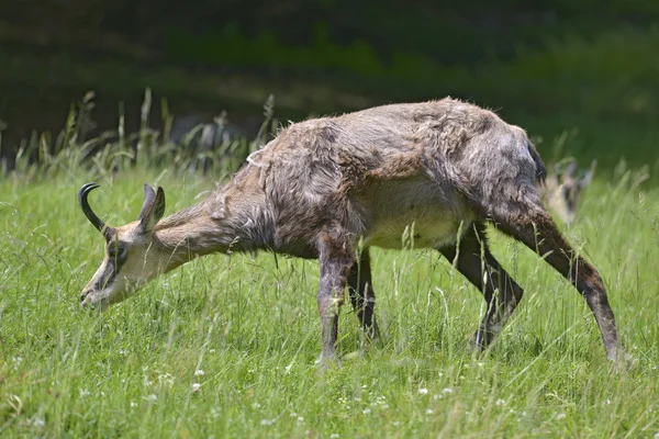 Chamois äta gräs — Stockfoto