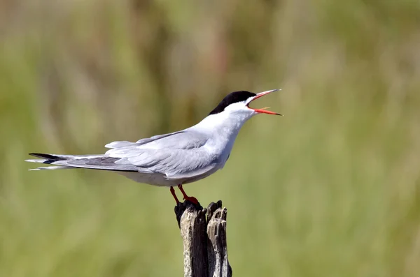 Seeschwalbe auf Holzpfosten — Stockfoto