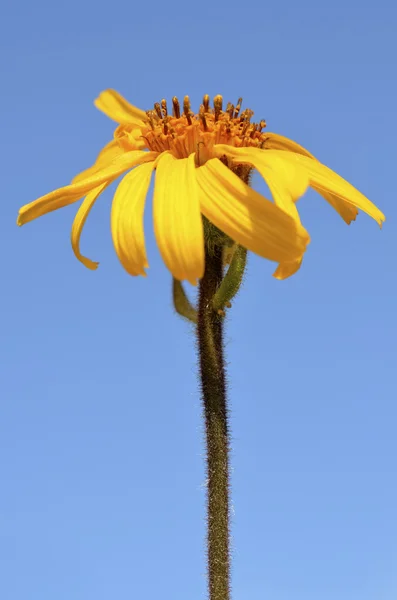 Mountain arnica flower — Stock Photo, Image