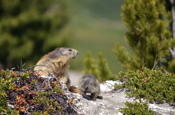 Marmotta alpina e i suoi giovani — Foto Stock