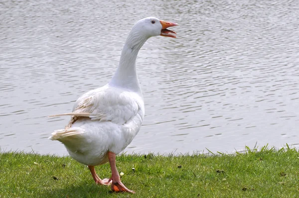 Witte gans in de buurt van de vijver — Stockfoto