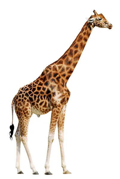 Isoliert von Giraffe — Stockfoto