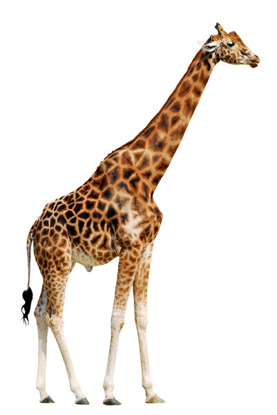 Isolated of giraffe