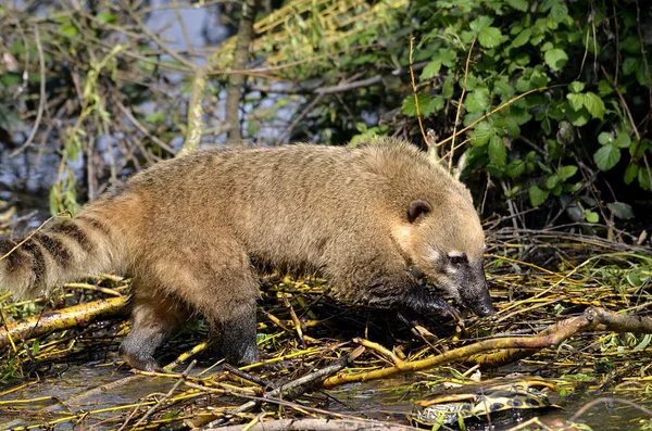 Δαχτυλίδι-ουρά Coati τρώει μια χελώνα — Φωτογραφία Αρχείου