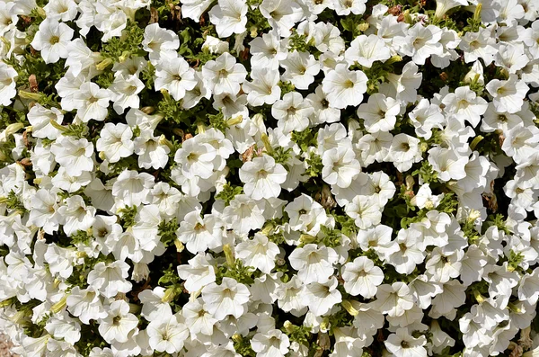 Background of white petunias — Stock Photo, Image