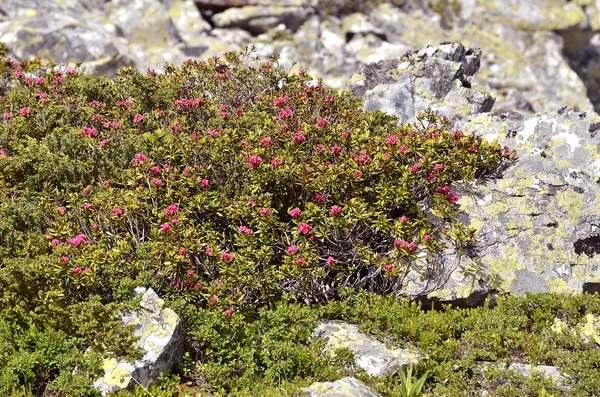 Fleur d'alpenrose dans les Alpes françaises — Photo