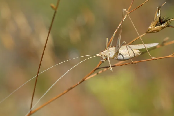Kobylka na trávě — Stock fotografie