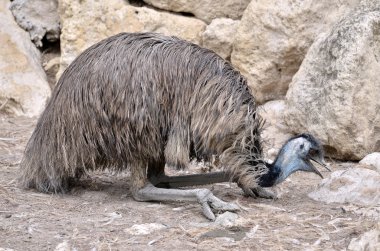 Yerde yatan emu