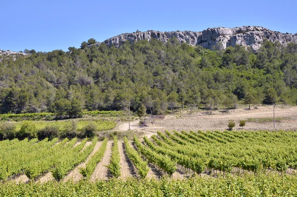 Виноград недалеко от Нарбонны во Франции — стоковое фото