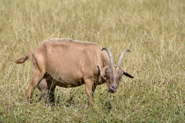 Kahverengi keçi ot — Stok fotoğraf