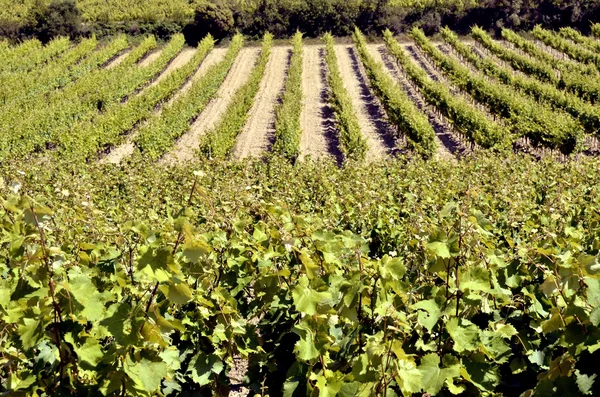 In de buurt van het wijnstokras van narbonne in Frankrijk — Stockfoto