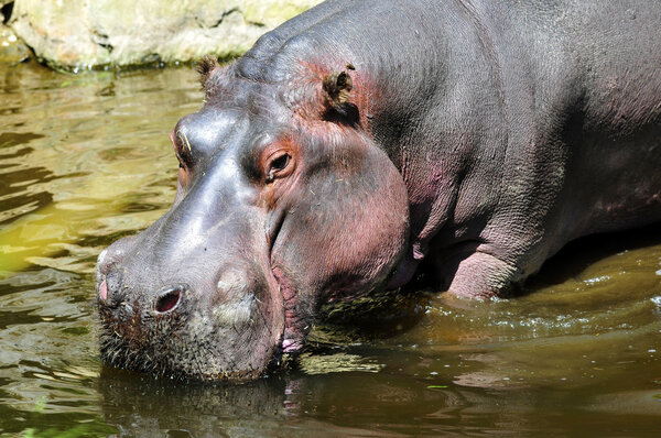 Closeup of hippopotamus in water