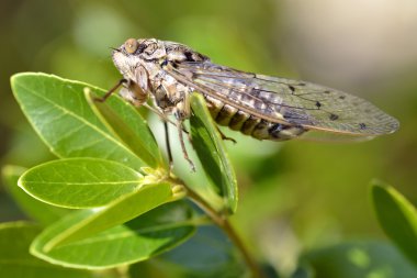 Cicada on leaf clipart