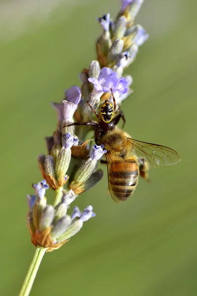 Краб павук їсть бджолу — стокове фото