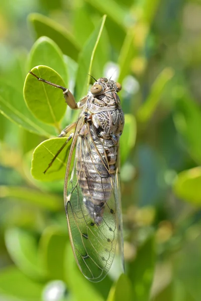 Cicada sur feuille — Photo