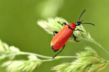 Çimenlerin üzerinde Kardinal böceği