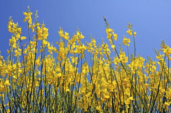 Flowering yellow broom — Stock Photo, Image