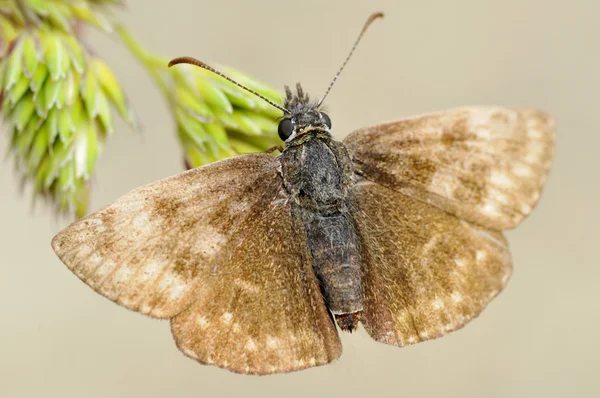 Patrón mariposa en planta —  Fotos de Stock