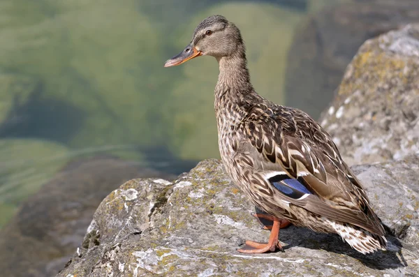 Female duck mallard on rock — Stock Photo, Image