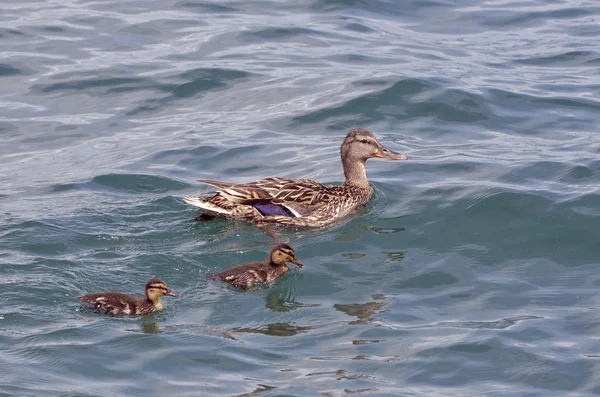 Duck swimming with ducklings — Stock Photo, Image