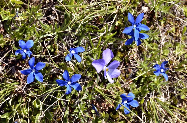 Genziana primaverile e viola — Foto Stock