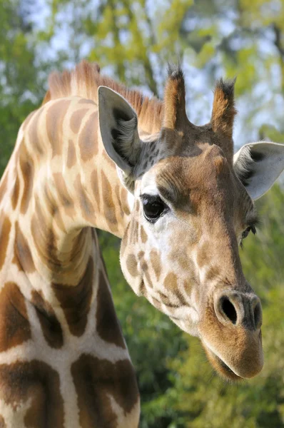 Portrait of giraffe — Stock Photo, Image