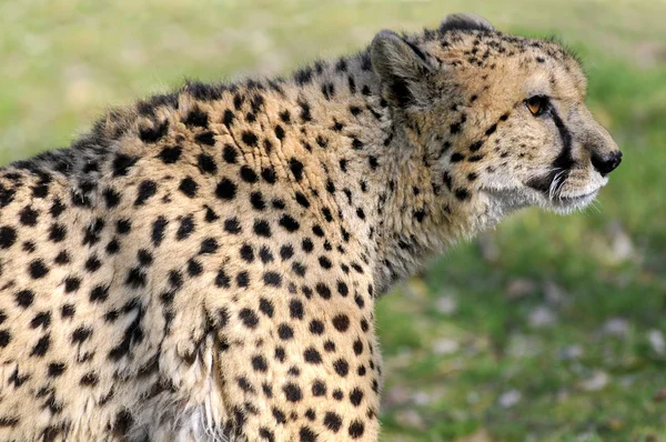 Portrait of African Cheetah — Stock Photo, Image