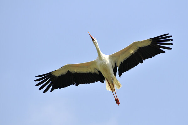 White stork in flight