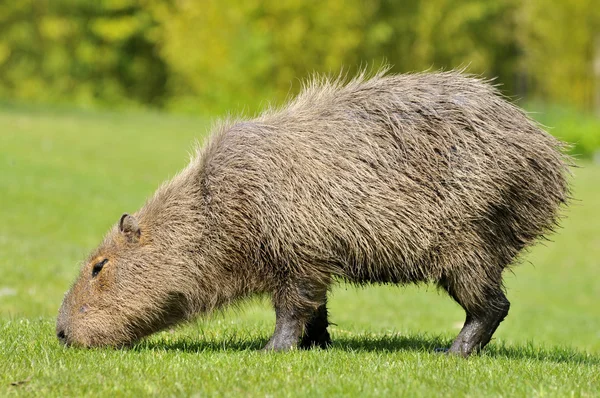 Capybara makan rumput — Stok Foto