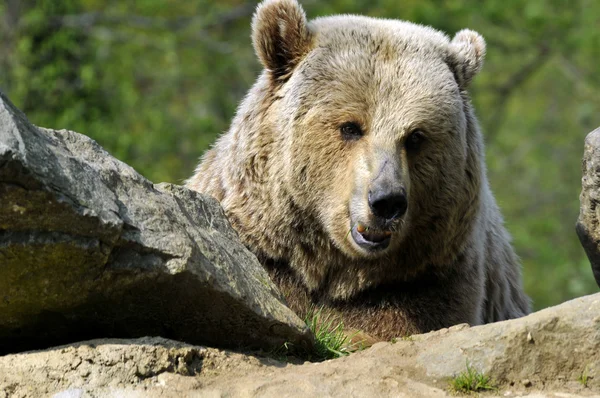 Portrait of Grizzly bear — Stock Photo, Image