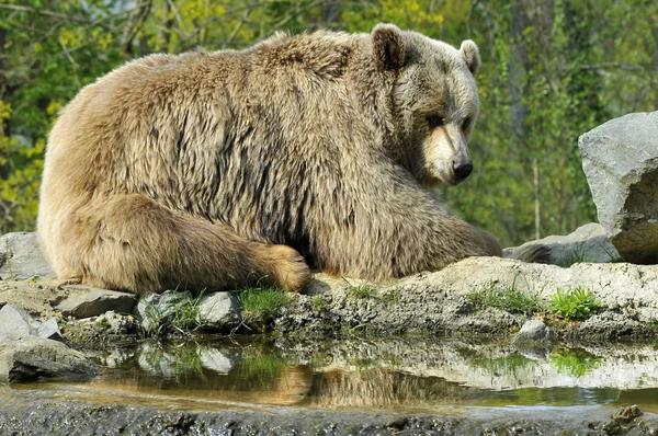 O urso pardo — Fotografia de Stock