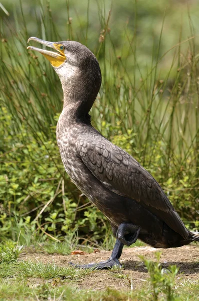 Kormoran am Boden — Stockfoto