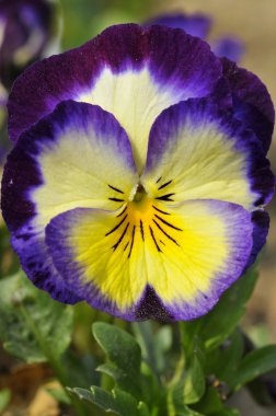 Hercai Menekşe makro