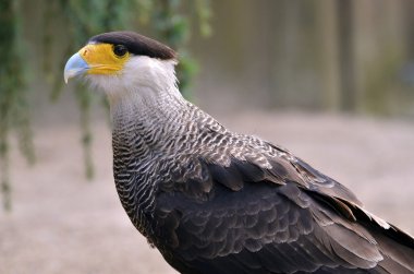 Portrait of Southern Crested Caracara clipart