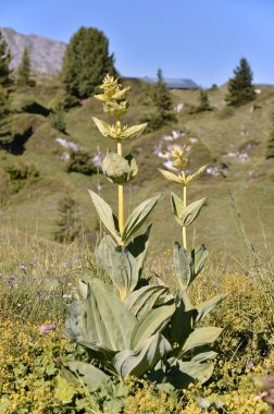 Great yellow gentians clipart