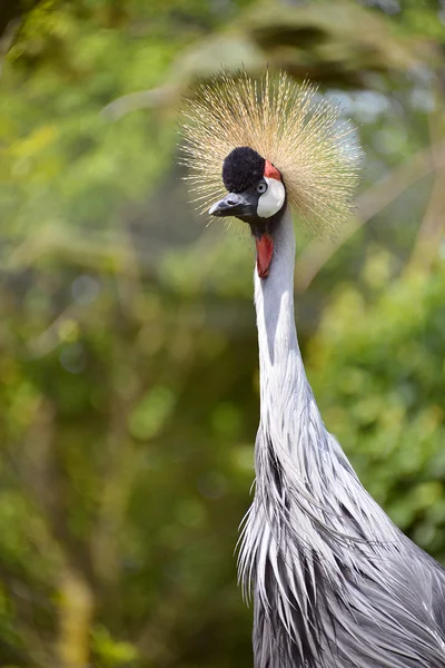 Closeup Zwarte kroonkraan — Stockfoto