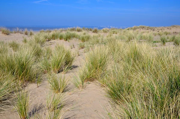 Saint-Michel-Şef-şef Fransa Dunes — Stok fotoğraf