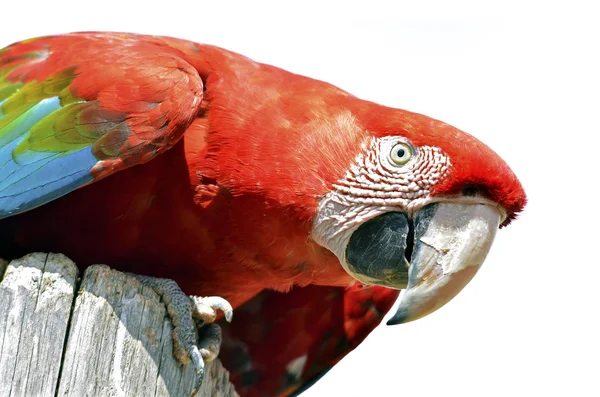 Isolated portrait green-winged macaw — Stock Photo, Image