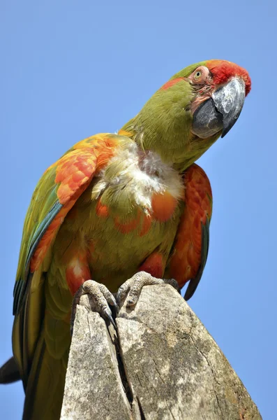 Military macaw perched — Stock Photo, Image