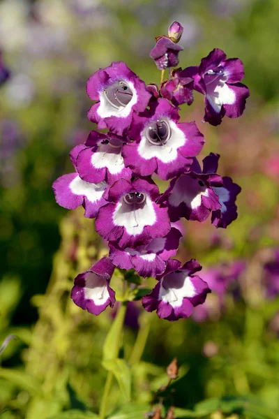 Purple and white beardtongues — Stock Photo, Image