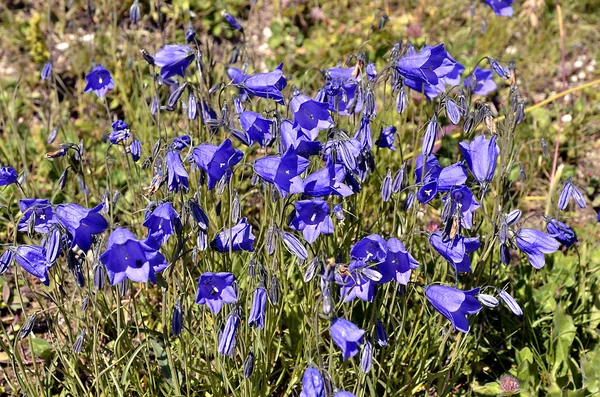 Campanules dans les Alpes Français — Photo