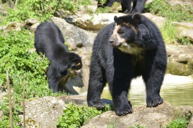 Black Andean bears clipart