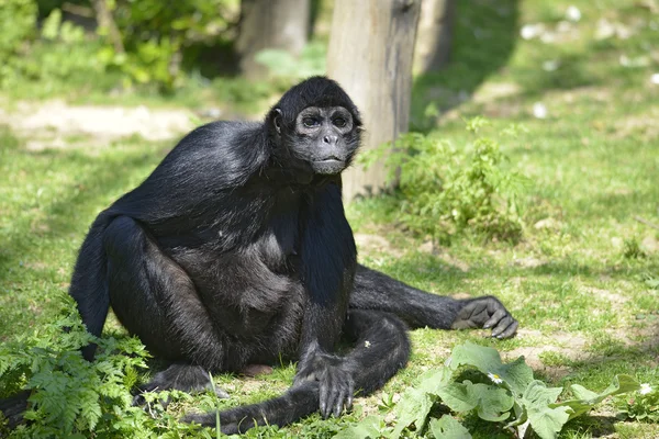 Singe araignée à tête noire — Photo