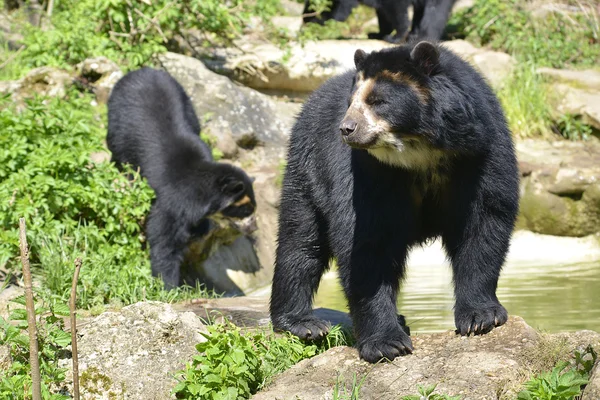 Black Andean bears — Stock Photo, Image