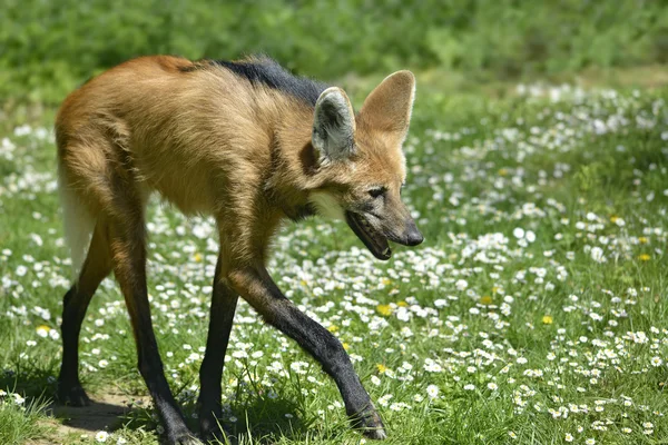 Maned Wolf walking on grass — Stock Photo, Image