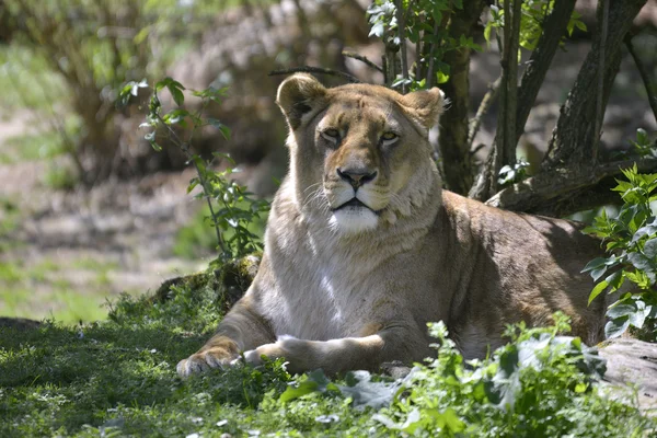 草で横になっているライオン — ストック写真
